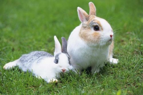 动物域名&ldquo;兔子&rdquo;Rabbit.io以32万元交易